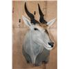 Image 2 : Big ELAND Shoulder Mount