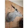 Image 3 : Big ELAND Shoulder Mount