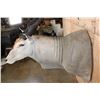 Image 5 : Big ELAND Shoulder Mount