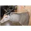 Image 6 : Big ELAND Shoulder Mount