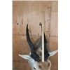 Image 7 : Big ELAND Shoulder Mount