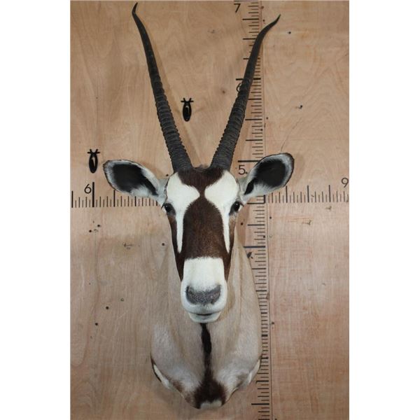 GEMSBOK Shoulder Mount