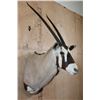 Image 2 : GEMSBOK Shoulder Mount
