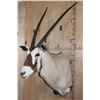 Image 3 : GEMSBOK Shoulder Mount