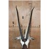 Image 4 : GEMSBOK Shoulder Mount
