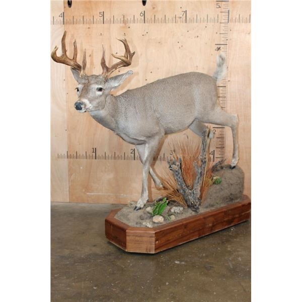 Life-sized 12-Point WHITETAIL DEER on a Wood Base with Wheels
