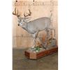 Image 1 : Life-sized 12-Point WHITETAIL DEER on a Wood Base with Wheels