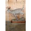 Image 2 : Life-sized 12-Point WHITETAIL DEER on a Wood Base with Wheels