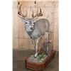 Image 3 : Life-sized 12-Point WHITETAIL DEER on a Wood Base with Wheels