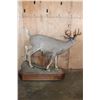Image 4 : Life-sized 12-Point WHITETAIL DEER on a Wood Base with Wheels