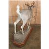 Image 5 : Life-sized 12-Point WHITETAIL DEER on a Wood Base with Wheels
