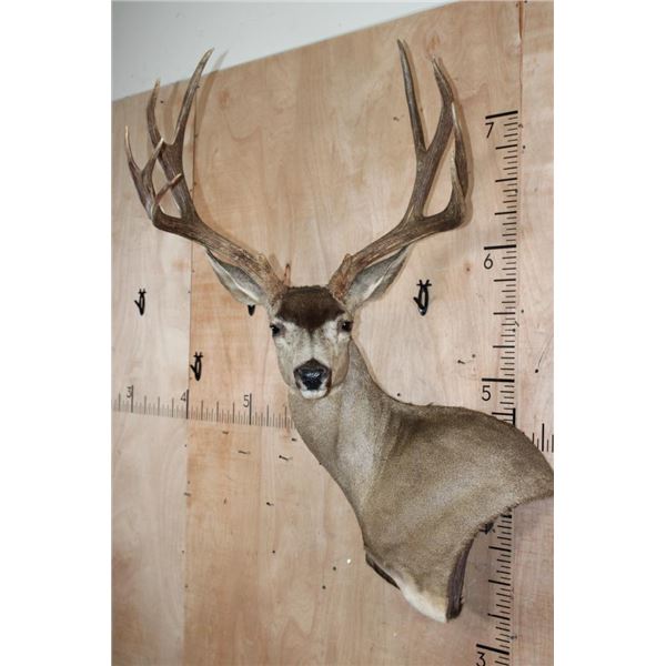 Big 11-Point MULE DEER Wall Pedestal