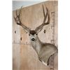 Image 1 : Big 11-Point MULE DEER Wall Pedestal