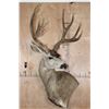 Image 2 : Big 11-Point MULE DEER Wall Pedestal