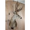 Image 3 : Big 11-Point MULE DEER Wall Pedestal