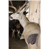 Image 5 : Big 11-Point MULE DEER Wall Pedestal