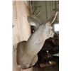 Image 6 : Big 11-Point MULE DEER Wall Pedestal