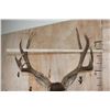 Image 7 : Big 11-Point MULE DEER Wall Pedestal