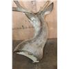 Image 8 : Big 11-Point MULE DEER Wall Pedestal