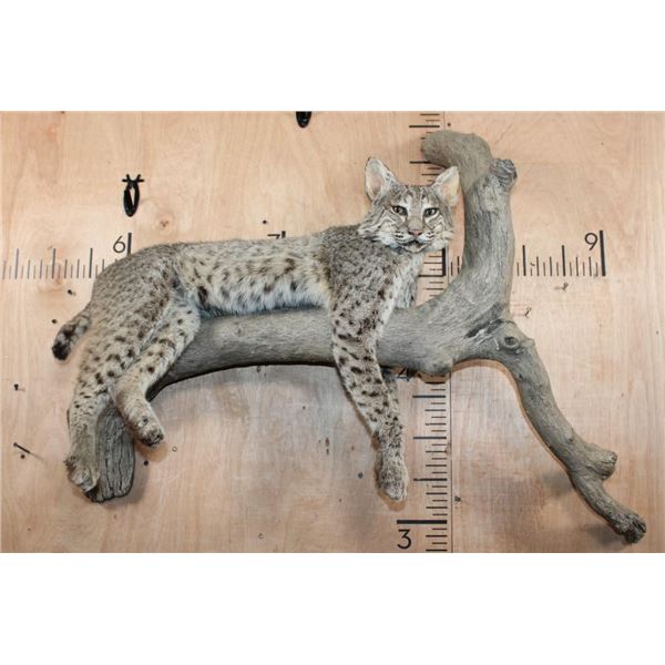 Life-sized BOBCAT on a Branch Wall Hanging Base