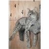 Image 4 : Life-sized BOBCAT on a Branch Wall Hanging Base