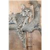 Image 5 : Life-sized BOBCAT on a Branch Wall Hanging Base