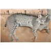 Image 6 : Life-sized BOBCAT on a Branch Wall Hanging Base