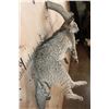 Image 7 : Life-sized BOBCAT on a Branch Wall Hanging Base