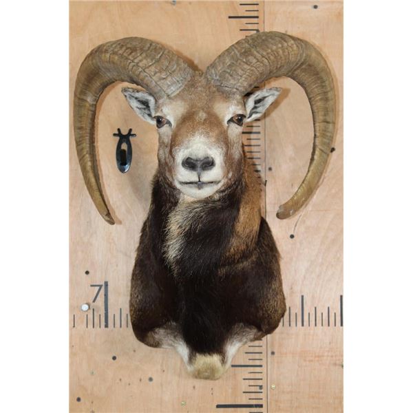 MOUFLON Shoulder Mount