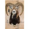 Image 1 : MOUFLON Shoulder Mount
