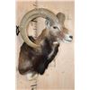 Image 2 : MOUFLON Shoulder Mount