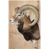 Image 3 : MOUFLON Shoulder Mount