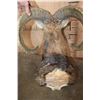 Image 4 : MOUFLON Shoulder Mount