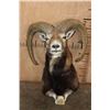 Image 5 : MOUFLON Shoulder Mount