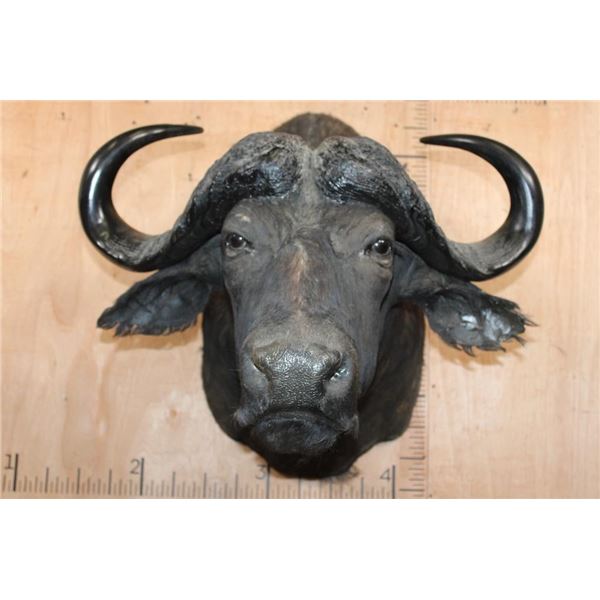 CAPE BUFFALO Shoulder Mount