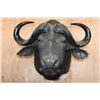Image 1 : CAPE BUFFALO Shoulder Mount