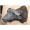 Image 3 : CAPE BUFFALO Shoulder Mount