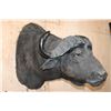 Image 4 : CAPE BUFFALO Shoulder Mount