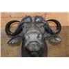 Image 7 : CAPE BUFFALO Shoulder Mount