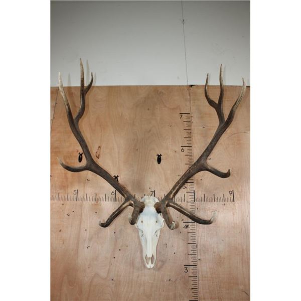 XXL 12-Point ELK Skull