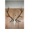 Image 1 : XXL 12-Point ELK Skull