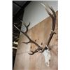 Image 2 : XXL 12-Point ELK Skull