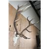 Image 3 : XXL 12-Point ELK Skull
