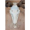 Image 5 : XXL 12-Point ELK Skull
