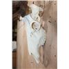 Image 6 : XXL 12-Point ELK Skull