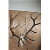 Image 7 : XXL 12-Point ELK Skull