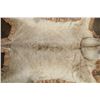 Image 10 : *TEXAS RESIDENTS ONLY* AFRICAN LIONESS Hide Rug with its Mounted Head, Paws, and All the Claws