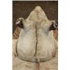 Image 11 : *TEXAS RESIDENTS ONLY* AFRICAN LIONESS Hide Rug with its Mounted Head, Paws, and All the Claws