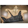 Image 12 : *TEXAS RESIDENTS ONLY* AFRICAN LIONESS Hide Rug with its Mounted Head, Paws, and All the Claws