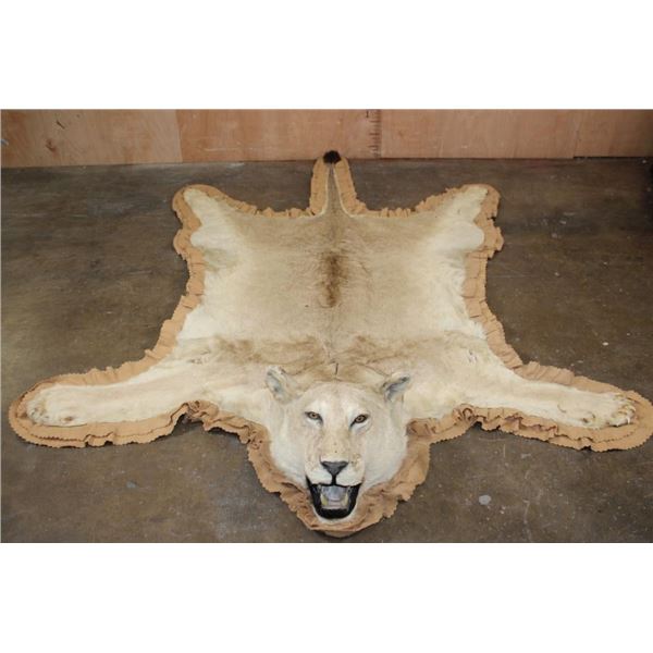 *TEXAS RESIDENTS ONLY* AFRICAN LIONESS Hide Rug with its Mounted Head, Paws, and All the Claws